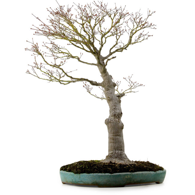 Acer palmatum, 75 cm, ± 25 años, en una maceta japonesa hecha a mano rota con un nebari de 22 cm.