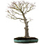 Acer palmatum, 75 cm, ± 25 ans, dans un pot japonais artisanal cassé avec un nebari de 22 cm