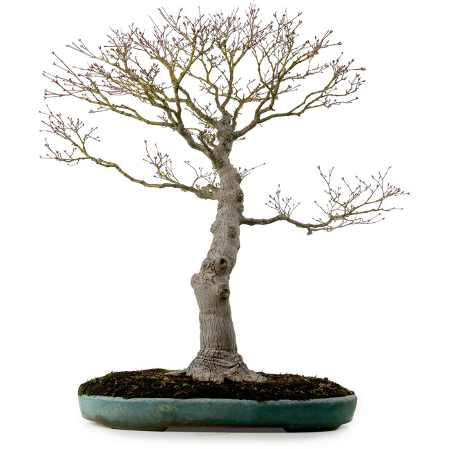 Acer palmatum, 75 cm, ± 25 años, en una maceta japonesa hecha a mano rota con un nebari de 22 cm.