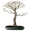 Acer palmatum, 75 cm, ± 25 anni, in un vaso giapponese artigianale rotto con nebari di 22 cm