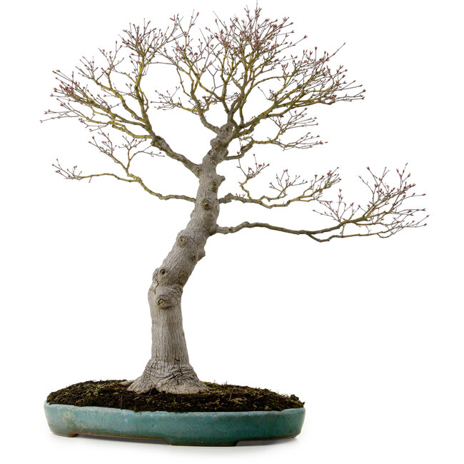 Acer palmatum, 75 cm, ± 25 años, en una maceta japonesa hecha a mano rota con un nebari de 22 cm.