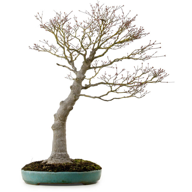 Acer palmatum, 75 cm, ± 25 años, en una maceta japonesa hecha a mano rota con un nebari de 22 cm.