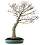 Acer palmatum, 75 cm, ± 25 años, en una maceta japonesa hecha a mano rota con un nebari de 22 cm.