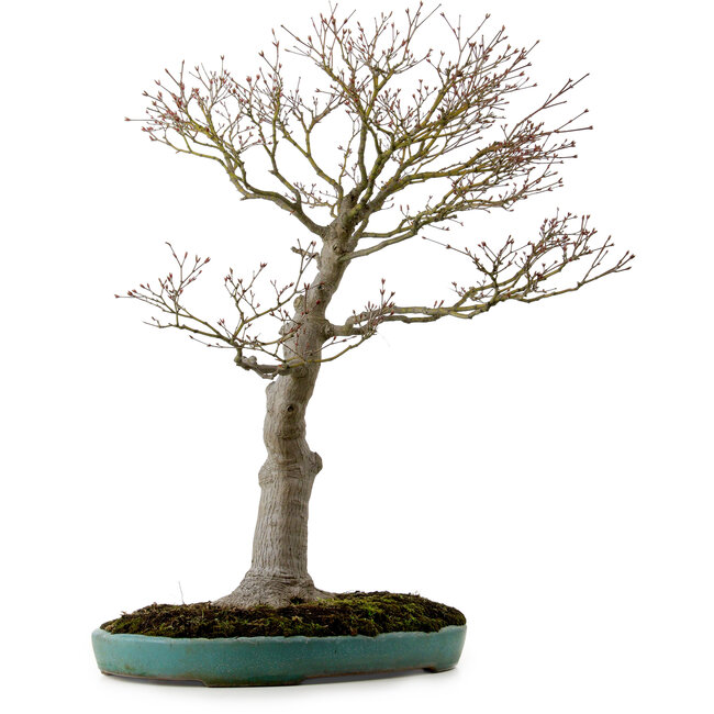 Acer palmatum, 75 cm, ± 25 years old, in a broken handmade Japanese pot with a nebari of 22 cm