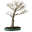 Acer palmatum, 75 cm, ± 25 ans, dans un pot japonais artisanal cassé avec un nebari de 22 cm