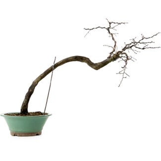 Diospyros kaki, 60 cm, ± 20 años de edad