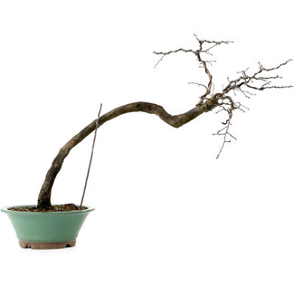 Diospyros kaki, 60 cm, ± 20 Jahre alt