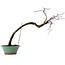 Diospyros kaki, 60 cm, ± 20 anni, con nebari di 6 cm