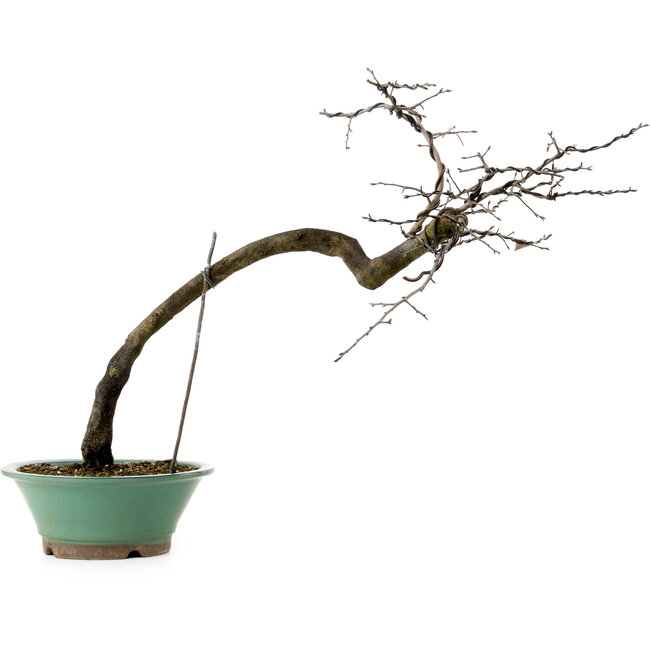 Diospyros kaki, 60 cm, ± 20 ans, avec un nebari de 6 cm