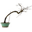 Diospyros kaki, 60 cm, ± 20 ans, avec un nebari de 6 cm