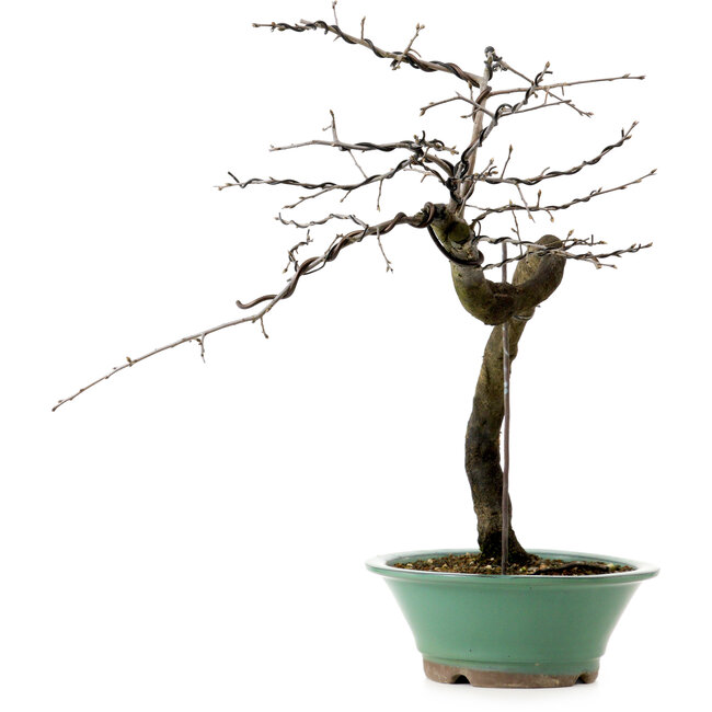 Diospyros kaki, 60 cm, ± 20 Jahre alt, mit einem Nebari von 6 cm