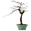 Diospyros kaki, 60 cm, ± 20 ans, avec un nebari de 6 cm