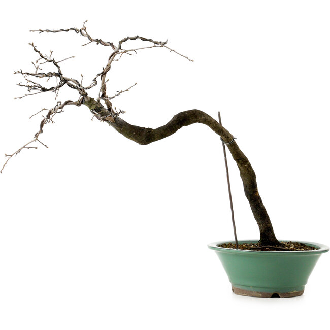 Diospyros kaki, 60 cm, ± 20 Jahre alt, mit einem Nebari von 6 cm