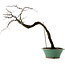 Diospyros kaki, 60 cm, ± 20 ans, avec un nebari de 6 cm