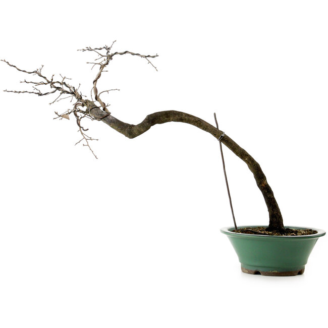 Diospyros kaki, 60 cm, ± 20 Jahre alt, mit einem Nebari von 6 cm