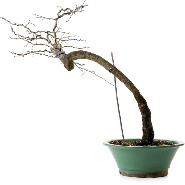 Diospyros kaki, 60 cm, ± 20 Jahre alt, mit einem Nebari von 6 cm