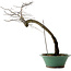 Diospyros kaki, 60 cm, ± 20 years old, with a nebari of 6 cm