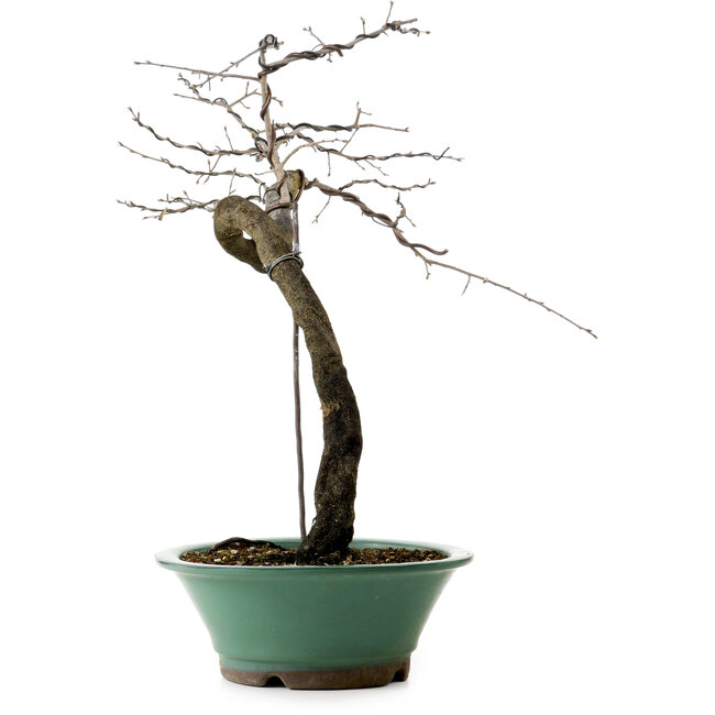 Diospyros kaki, 60 cm, ± 20 años de edad, con un nebari de 6 cm