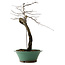 Diospyros kaki, 60 cm, ± 20 ans, avec un nebari de 6 cm