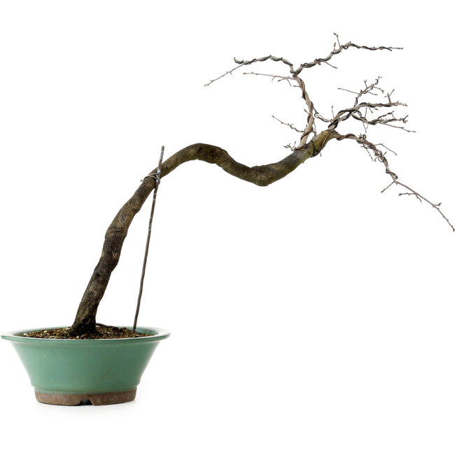Diospyros kaki, 60 cm, ± 20 ans, avec un nebari de 6 cm