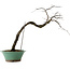 Diospyros kaki, 60 cm, ± 20 ans, avec un nebari de 6 cm