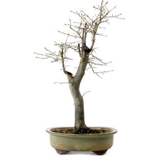 Diospyros kaki, 55 cm, ± 20 años de edad