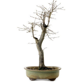 Diospyros kaki, 55 cm, ± 20 Jahre alt