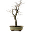 Diospyros kaki, 55 cm, ± 20 years old, with a nebari of 13 cm