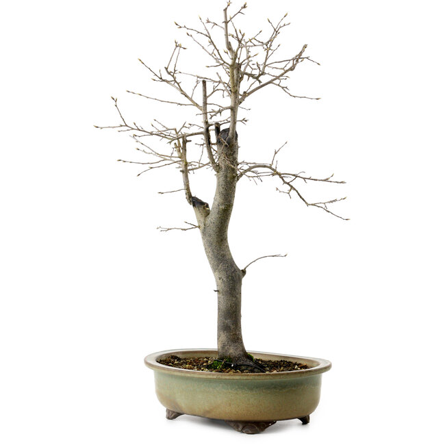 Diospyros kaki, 55 cm, ± 20 years old, with a nebari of 13 cm