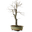 Diospyros kaki, 55 cm, ± 20 anni, con un nebari di 13 cm