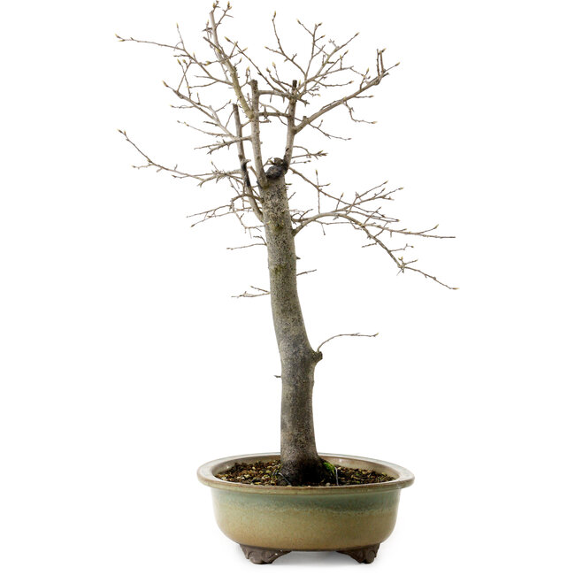 Diospyros kaki, 55 cm, ± 20 ans, avec un nebari de 13 cm