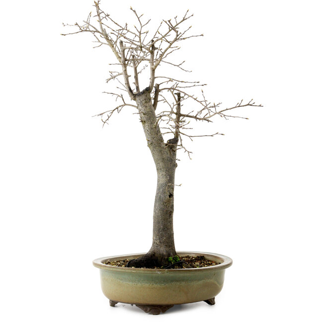 Diospyros kaki, 55 cm, ± 20 ans, avec un nebari de 13 cm