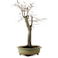 Diospyros kaki, 55 cm, ± 20 ans, avec un nebari de 13 cm