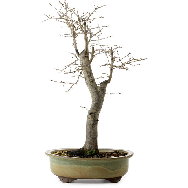 Diospyros kaki, 55 cm, ± 20 Jahre alt, mit einem Nebari von 13 cm