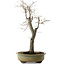Diospyros kaki, 55 cm, ± 20 anni, con un nebari di 13 cm