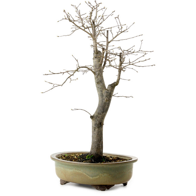 Diospyros kaki, 55 cm, ± 20 anni, con un nebari di 13 cm