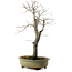 Diospyros kaki, 55 cm, ± 20 jaar oud, met een nebari van 13 cm