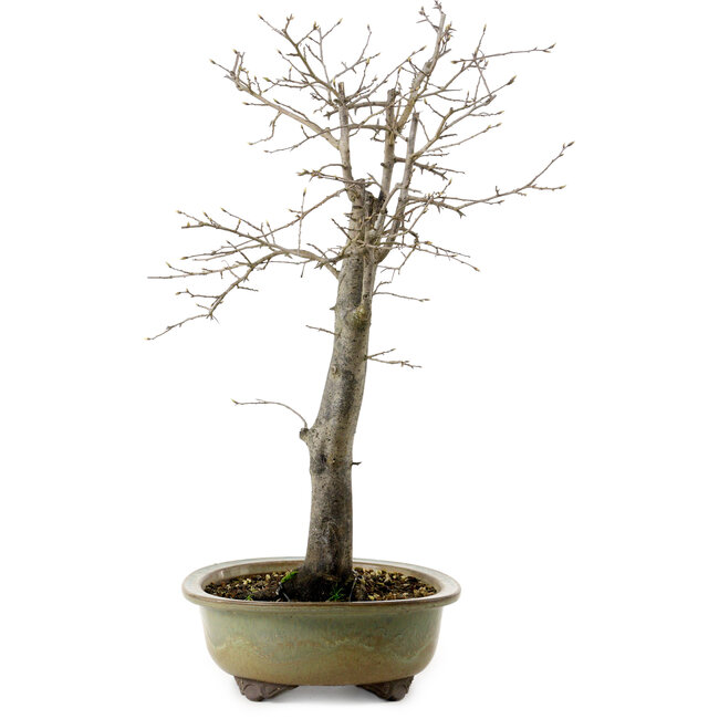 Diospyros kaki, 55 cm, ± 20 ans, avec un nebari de 13 cm
