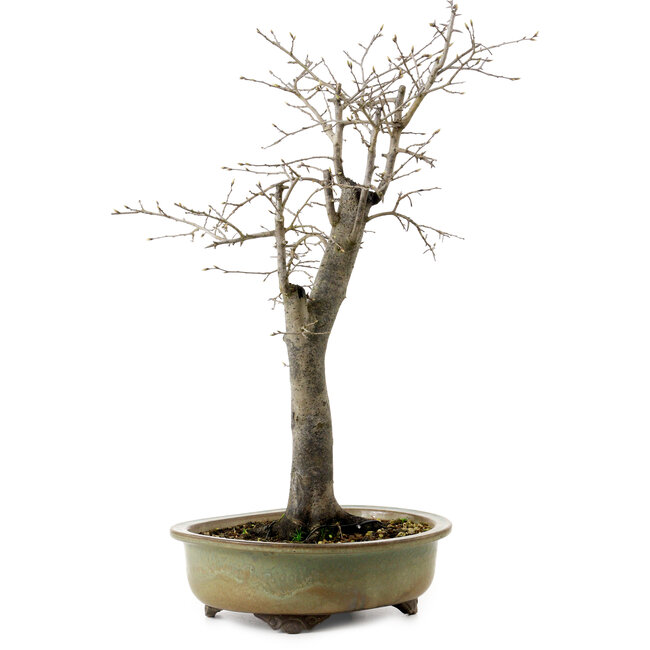 Diospyros kaki, 55 cm, ± 20 jaar oud, met een nebari van 13 cm