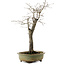 Diospyros kaki, 55 cm, ± 20 ans, avec un nebari de 13 cm