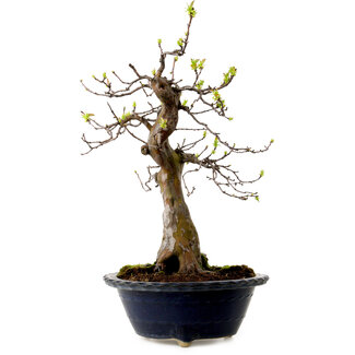 Pseudocydonia sinensis, 57 cm, ± 20 años de edad