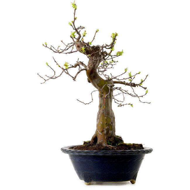 Pseudocydonia sinensis, 57 cm, ± 20 Jahre alt, mit einem Nebari von 18 cm