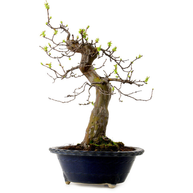 Pseudocydonia sinensis, 57 cm, ± 20 Jahre alt, mit einem Nebari von 18 cm