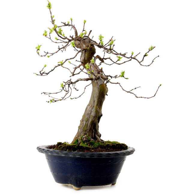 Pseudocydonia sinensis, 57 cm, ± 20 Jahre alt, mit einem Nebari von 18 cm