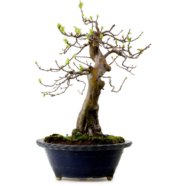 Pseudocydonia sinensis, 57 cm, ± 20 Jahre alt, mit einem Nebari von 18 cm