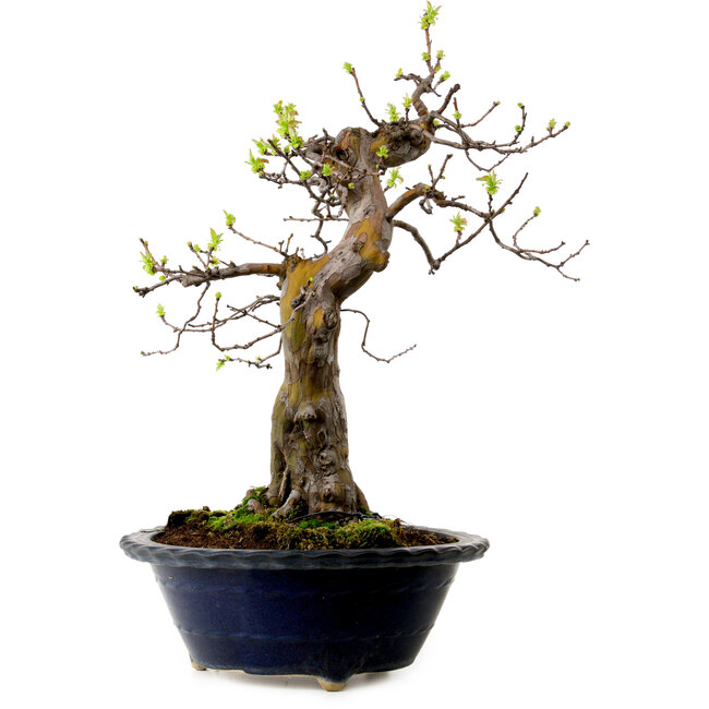 Pseudocydonia sinensis, 57 cm, ± 20 años de edad, con un nebari de 18 cm