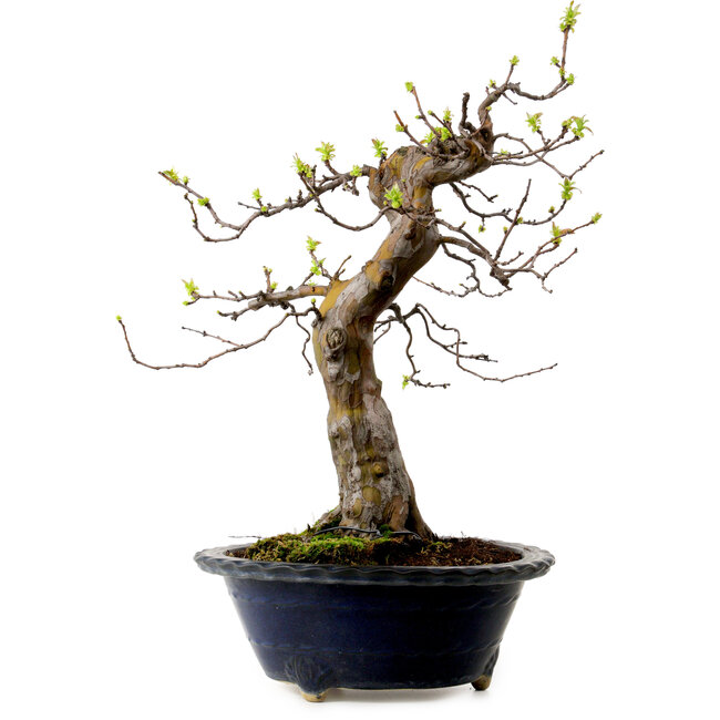 Pseudocydonia sinensis, 57 cm, ± 20 Jahre alt, mit einem Nebari von 18 cm