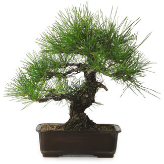 Pinus thunbergii, 34 cm, ± 25 jaar oud