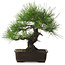 Pinus thunbergii, 34 cm, ± 25 years old, with a nebari of 12 cm