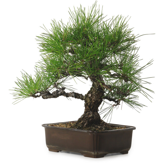 Pinus thunbergii, 34 cm, ± 25 años, con un nebari de 12 cm.